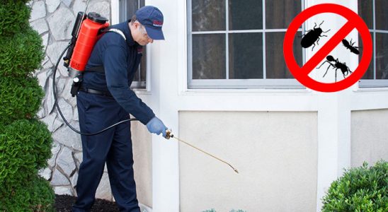 Murgul Kemirgen İlaçlama böcek ilaçlama ve haşere kontrolü — ilaclama-tr.com
